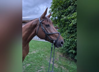 Deutsches Sportpferd, Wallach, 9 Jahre, 170 cm, Fuchs