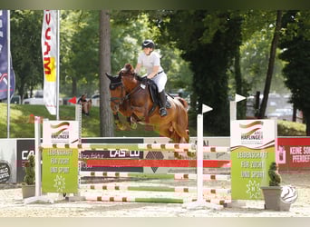 Deutsches Sportpferd, Wallach, 9 Jahre, 170 cm, Fuchs