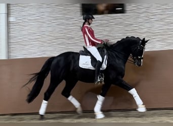 Deutsches Sportpferd, Wallach, 9 Jahre, 170 cm, Rappe