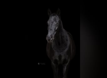 Deutsches Sportpferd, Wallach, 9 Jahre, 170 cm, Rappe