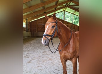 Deutsches Sportpferd, Wallach, 9 Jahre, 171 cm, Fuchs