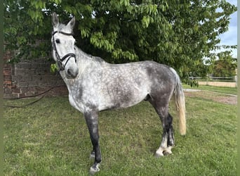 Deutsches Sportpferd, Wallach, 9 Jahre, 172 cm, Apfelschimmel