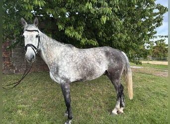 Deutsches Sportpferd, Wallach, 9 Jahre, 172 cm, Apfelschimmel