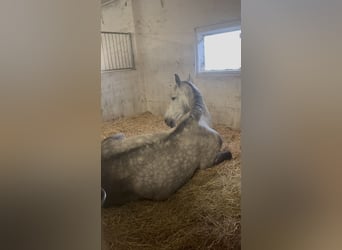 Deutsches Sportpferd, Wallach, 9 Jahre, 172 cm, Apfelschimmel