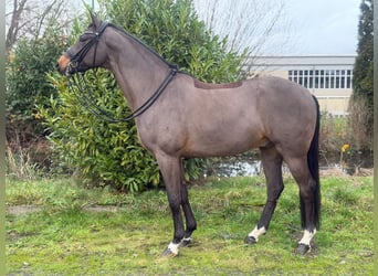 Deutsches Sportpferd, Wallach, 9 Jahre, 172 cm, Brauner