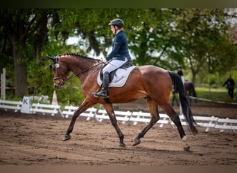 Deutsches Sportpferd, Wallach, 9 Jahre, 172 cm, Brauner