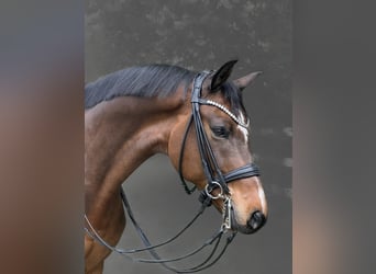 Deutsches Sportpferd, Wallach, 9 Jahre, 173 cm, Brauner
