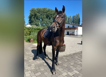 Deutsches Sportpferd, Wallach, 9 Jahre, 173 cm, Brauner