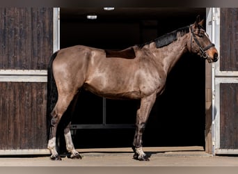 Deutsches Sportpferd, Wallach, 9 Jahre, 173 cm, Dunkelbrauner
