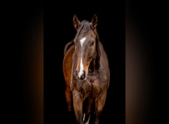 Deutsches Sportpferd, Wallach, 9 Jahre, 173 cm, Dunkelbrauner