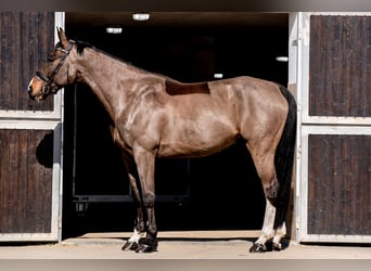 Deutsches Sportpferd, Wallach, 9 Jahre, 173 cm, Dunkelbrauner