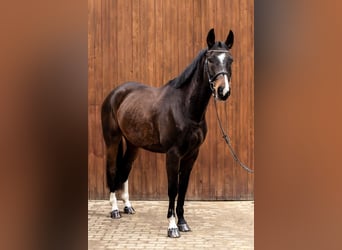 Deutsches Sportpferd, Wallach, 9 Jahre, 173 cm, Dunkelbrauner