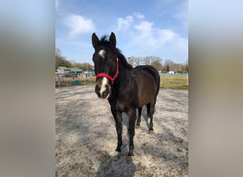 Deutsches Sportpferd, Wallach, 9 Jahre, 173 cm, Dunkelbrauner