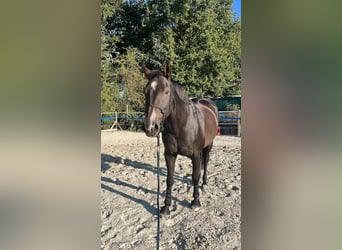 Deutsches Sportpferd, Wallach, 9 Jahre, 173 cm, Dunkelbrauner