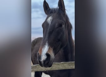 Deutsches Sportpferd, Wallach, 9 Jahre, 173 cm, Dunkelbrauner