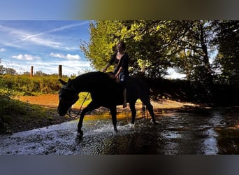 Deutsches Sportpferd, Wallach, 9 Jahre, 173 cm, Dunkelbrauner
