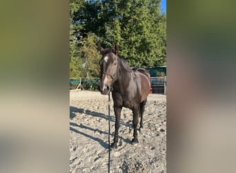 Deutsches Sportpferd, Wallach, 9 Jahre, 173 cm, Dunkelbrauner