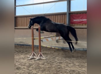 Deutsches Sportpferd, Wallach, 9 Jahre, 173 cm, Dunkelbrauner