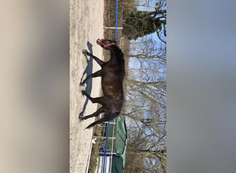 Deutsches Sportpferd, Wallach, 9 Jahre, 173 cm, Dunkelbrauner