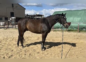 Deutsches Sportpferd, Wallach, 9 Jahre, 173 cm, Dunkelbrauner