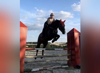 Deutsches Sportpferd, Wallach, 9 Jahre, 173 cm, Dunkelbrauner