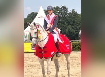 Deutsches Sportpferd, Wallach, 9 Jahre, 173 cm, Schimmel