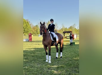 Deutsches Sportpferd, Wallach, 9 Jahre, 174 cm, Brauner
