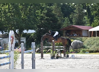 Deutsches Sportpferd, Wallach, 9 Jahre, 174 cm, Brauner