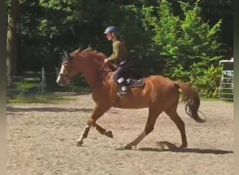 Deutsches Sportpferd, Wallach, 9 Jahre, 174 cm, Fuchs