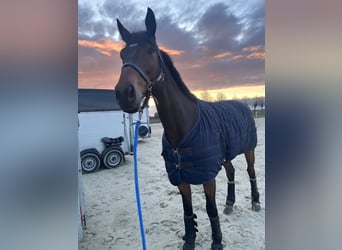 Deutsches Sportpferd, Wallach, 9 Jahre, 175 cm, Brauner