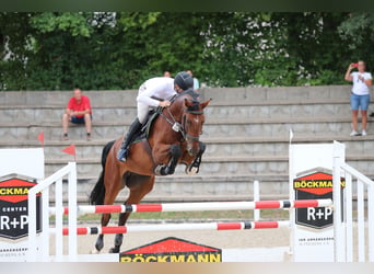 Deutsches Sportpferd, Wallach, 9 Jahre, 175 cm, Brauner