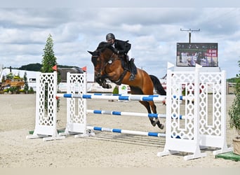 Deutsches Sportpferd, Wallach, 9 Jahre, 175 cm, Brauner
