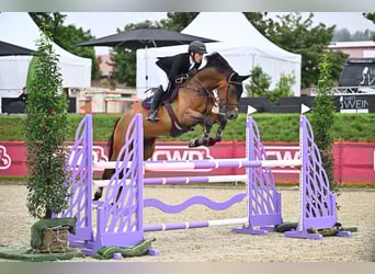 Deutsches Sportpferd, Wallach, 9 Jahre, 175 cm, Brauner