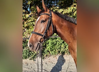 Deutsches Sportpferd, Wallach, 9 Jahre, 175 cm, Brauner