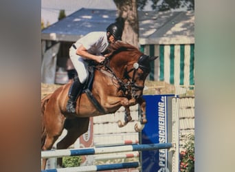 Deutsches Sportpferd, Wallach, 9 Jahre, 175 cm, Fuchs