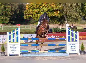 Deutsches Sportpferd, Wallach, 9 Jahre, 175 cm, Fuchs