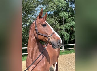 Deutsches Sportpferd, Wallach, 9 Jahre, 175 cm, Fuchs