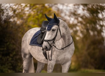 Deutsches Sportpferd, Wallach, 9 Jahre, 175 cm, Schimmel