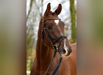 Deutsches Sportpferd, Wallach, 9 Jahre, 176 cm, Dunkelfuchs