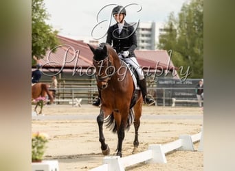 Deutsches Sportpferd, Wallach, 9 Jahre, 177 cm, Brauner