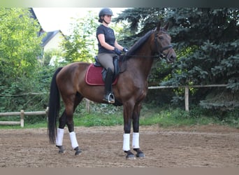 Deutsches Sportpferd, Wallach, 9 Jahre, 178 cm, Brauner