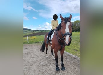 Deutsches Sportpferd, Wallach, 9 Jahre, 178 cm, Brauner