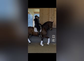 Deutsches Sportpferd, Wallach, 9 Jahre, 178 cm, Dunkelbrauner