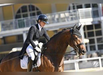 Deutsches Sportpferd, Wallach, 9 Jahre, 178 cm, Dunkelbrauner
