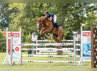 Deutsches Sportpferd, Wallach, 9 Jahre, 178 cm, Fuchs
