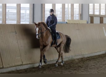 Deutsches Sportpferd, Wallach, 9 Jahre, 178 cm, Fuchs