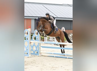 Deutsches Sportpferd, Wallach, 9 Jahre, 179 cm