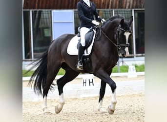 Deutsches Sportpferd, Wallach, 9 Jahre, 180 cm, Rappe