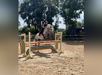 Deutsches Sportpferd, Wallach, 9 Jahre, 180 cm, Schimmel