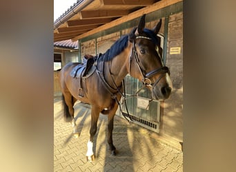 Deutsches Sportpferd, Wallach, 9 Jahre, 180 cm, Schwarzbrauner